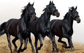 Three black horse