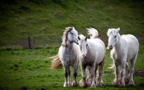 Troika white horses