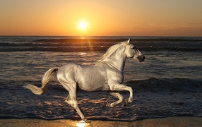 White horse beach