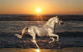 White horse rides on the beach
