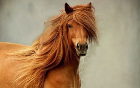 	 The horse with a magnificent mane