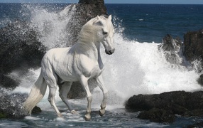 	 White horse on the sea shore