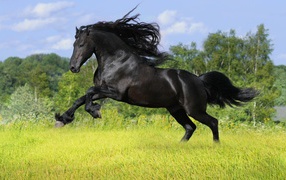 	   Black horse rides on the field