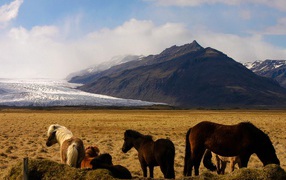 	   Horses in the mountains