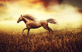	   The horse galloping over the wheat field