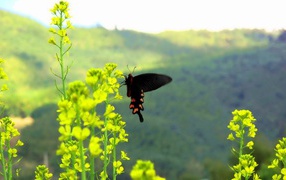 Черная бабочка на желтом цветке