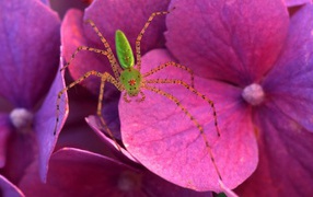 Spider on pink flowers