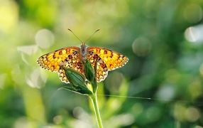 Желтая бабочка на цветке