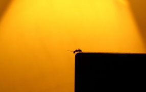	  The ant on the edge of the abyss