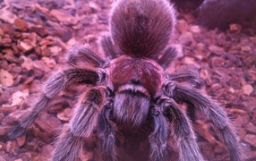 	   Spider tarantula