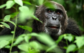 Портрет гориллы