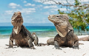 Iguanas on the sand