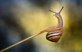 	   Snail on a twig