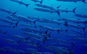 A flock of fish in the deep ocean
