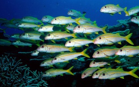 A flock of marine fish