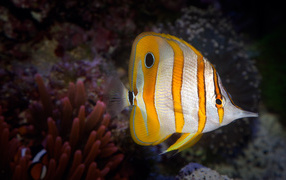 Aquarium Butterflyfish