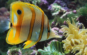 Аквариумная цветная рыба