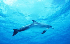 Dolphin in deep blue sea