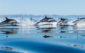 Dolphins in sea