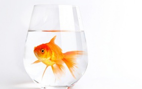 Золотая рыбка в стакане