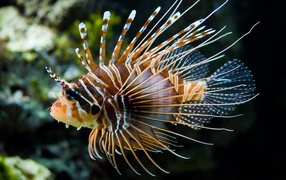 Luminous coral fish