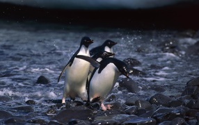 Пингвины выходят на берег