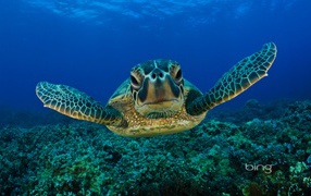 Portrait of sea turtle