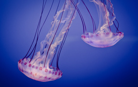	 Jellyfish in the blue water