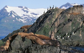 Морские львы на Аляске