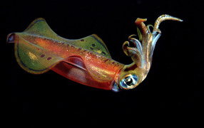 	  Color squid