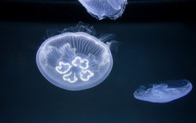 	  Jellyfish in the ocean