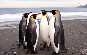 	  Penguins are negotiating