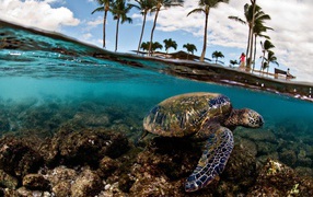 	  Sea turtle swims