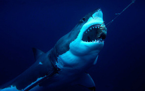 	  Shark grabs the bait