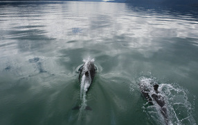 	   Dolphins swim in the sea