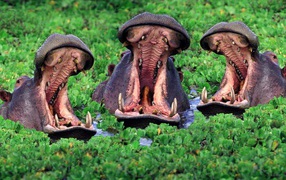 Hippos my mouth