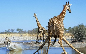 Животные Намибии