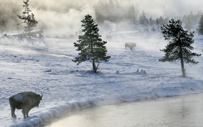 Bison graze on snow
