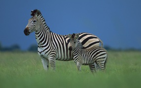 Зебра со своим детенышем
