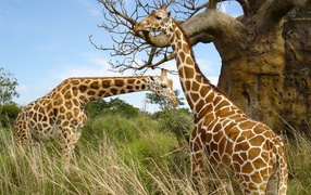 	  Giraffes at the baobab
