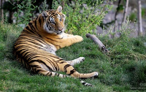 Отдыхающая тигрица