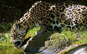 Leopard is drinking water from a stone