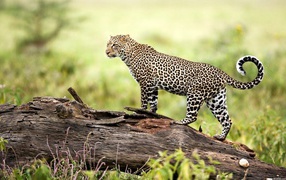 Леопард на природе