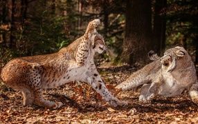 Real lynx in the forest