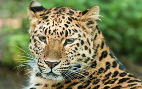 Спокойный взгляд леопарда
