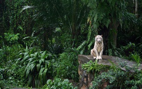 Tiger sits on a rock in the middle of the jungle