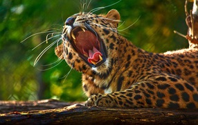Леопард разинул пасть