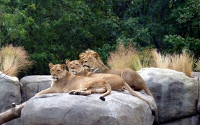 	   Lions in the zoo