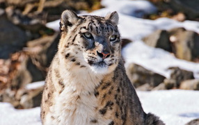 	   The snow leopard in the mountains