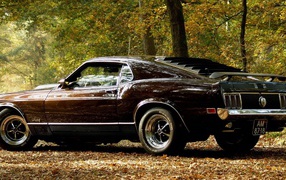 	   Ford Mustang in the forest